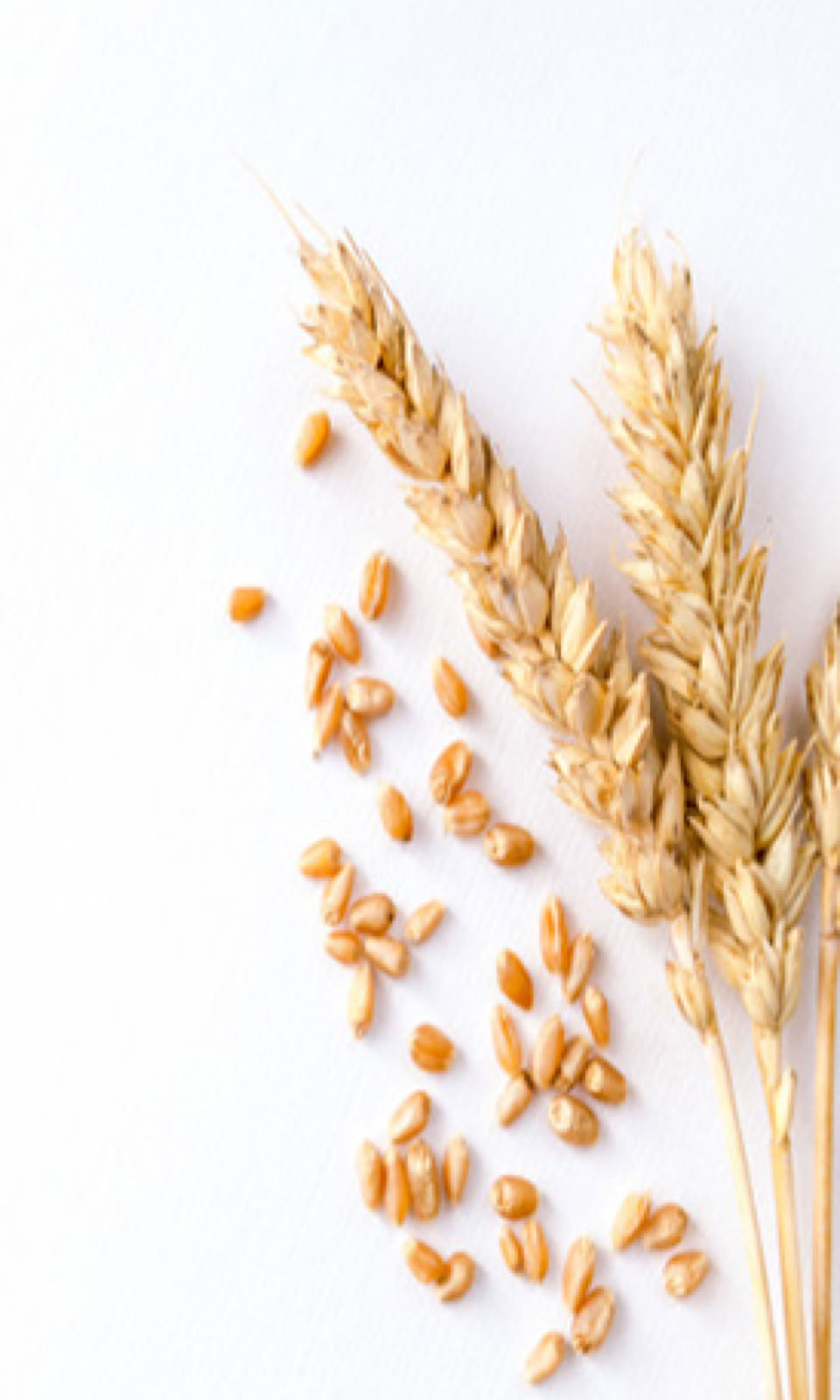 Information about the Ministry of Shekijah Preparation Assembly